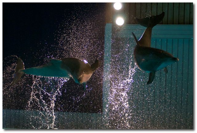 Bottlenose dolphin (Tursiops truncatus) at Kolmården zoo