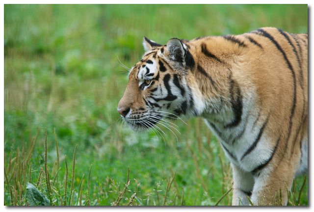 Sibirisk tiger (Panthera tigris altaica)