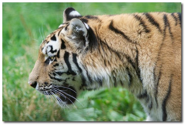 Sibirisk tiger (Panthera tigris altaica)