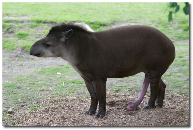 Låglandstapir.(Tapirus terrestris) med ... fem ben.