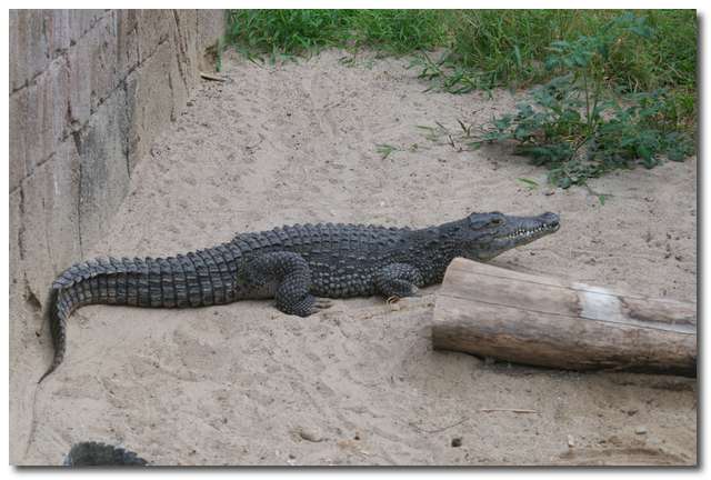 Kubakrokodil (Crocodylus rhombifer)