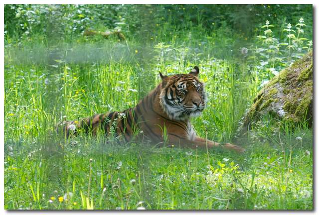 Sumatratiger (Panthera tigris sumatrae)